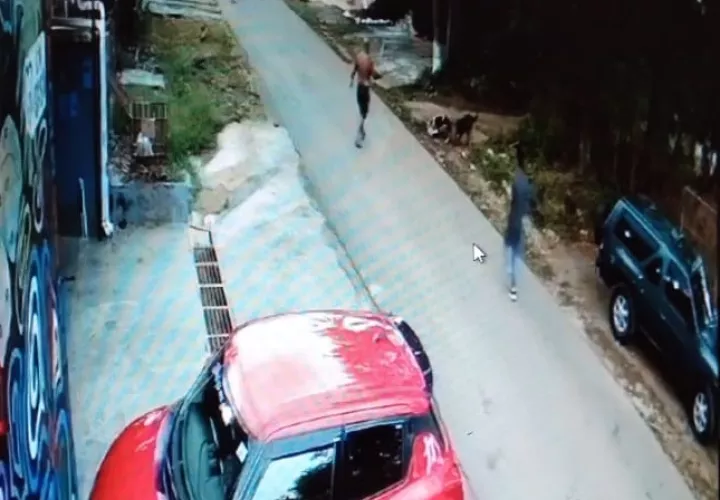 El mismo perro que atacó a la señora, en compañía de otro, atacan a un can más pequeño. Foto: José Vásquez