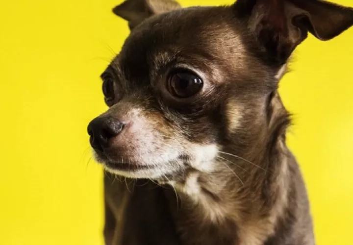 Los chihuahuas son considerados una de las razas más antiguas del continente americano. Foto: Ilustrativa / Pexels