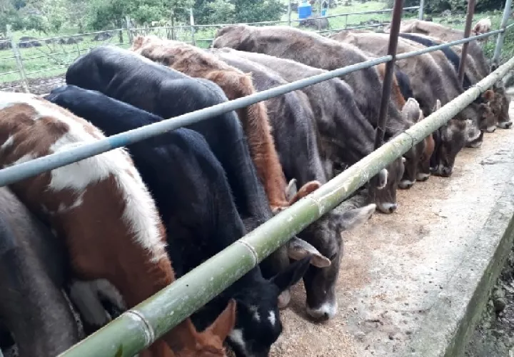 Los productores de ganado de leche esperan que el Estado panameño, las autoridades del Mida y el Minsa puedan resolver favorablemente la situación actual con Costa Rica. Foto: José Vásquez