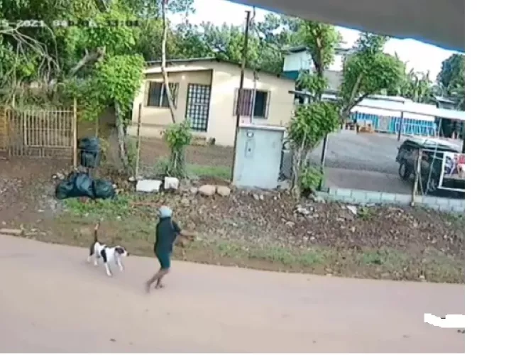 El perro atacó a una mujer de 70 años en el sector de Ivu, Pueblo Nuevo en David Este, Chiriquí. Foto: Mayra Madrid