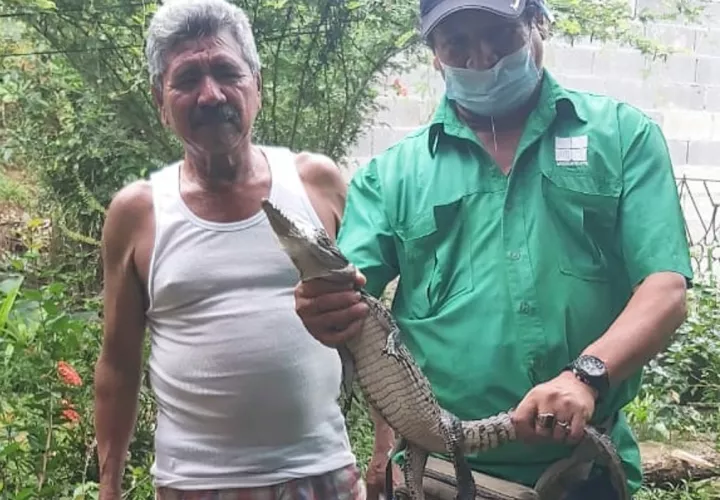  El lagarto frecuentaba las residencias en el sector de Nuevo México. Foto: Diómedes Sánchez