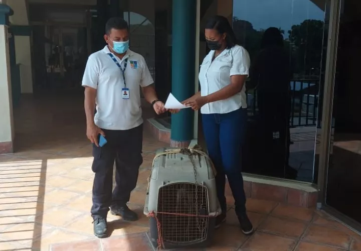 El coyote ya recibe atención veterinaria por parte de MiAmbiente. Foto: Diómedes Sánchez 