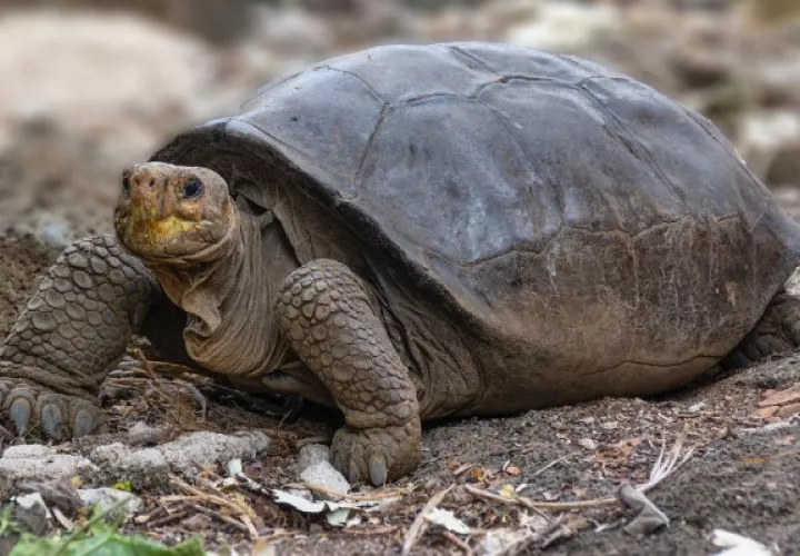 La tortuga de la especie Chelonoidis phantasticus fue encontrada en Galápagos. Foto: Ministerio de Ambiente de Ecuador
