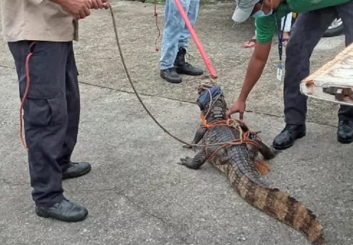 El lagarto fue rescatado por funcionarios de MiAmbiente. Foto: Diómedes Sánchez