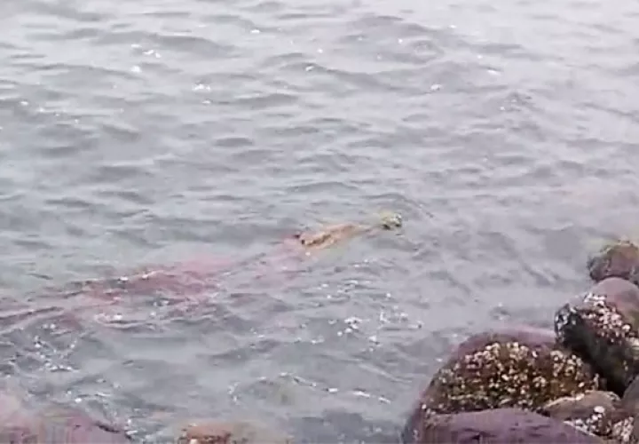 Los técnicos ambientales encontraron al lagarto aguja sin vida, amarrado y en pleno sol.
