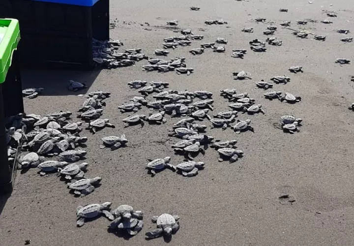 Durante el 2020 se detectaron 383 nidos de tortuga marina, donde solo uno corresponde a la especie Carey con 114 huevos. Foto: Cortesía MiAmbiente