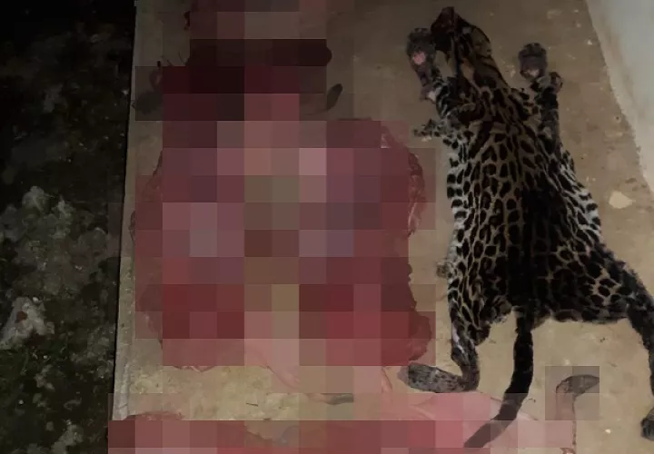 El ocelote es una especie protegida. 