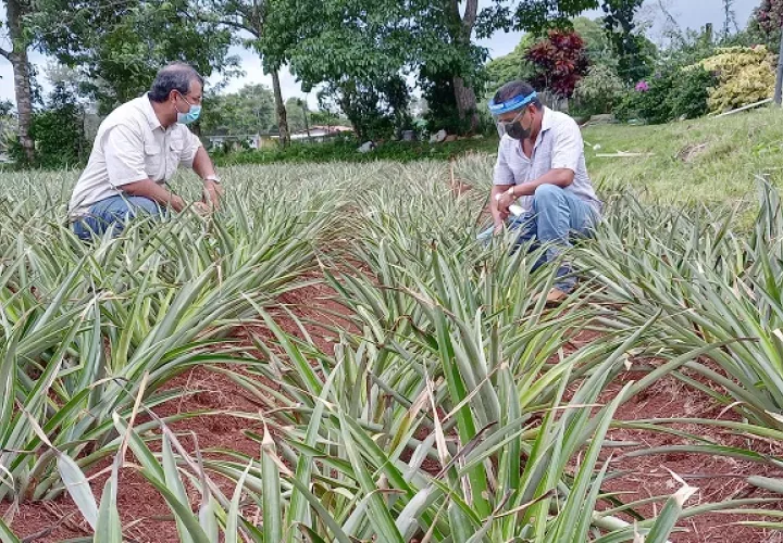 Dentro de la sub cuenca del Canal de Panamá existen dispersos unos 330 productores de piña, ganado, maíz y cucurbitáceas. Foto: Eric Montenegro
