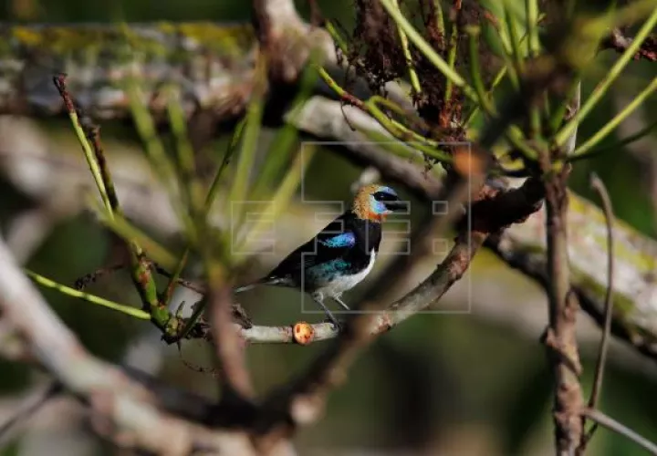 Panamá tiene una biodiversidad muy variada. Foto: EFE