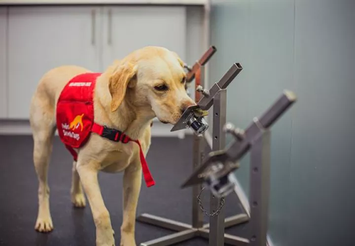 Los perros biodetectores pueden identificar el olor de la covid-19 con una tasa de precisión de hasta el 94%. EFE