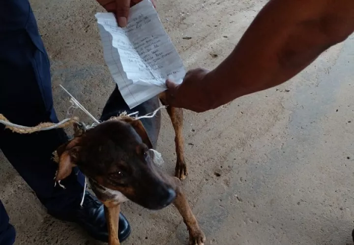 El perro fue captura en La Joya.