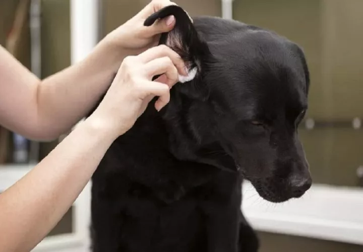 Los ácaros también pueden ser causa de infecciones del oído en tu perro. Foto: Ilustrativa / Pixabay