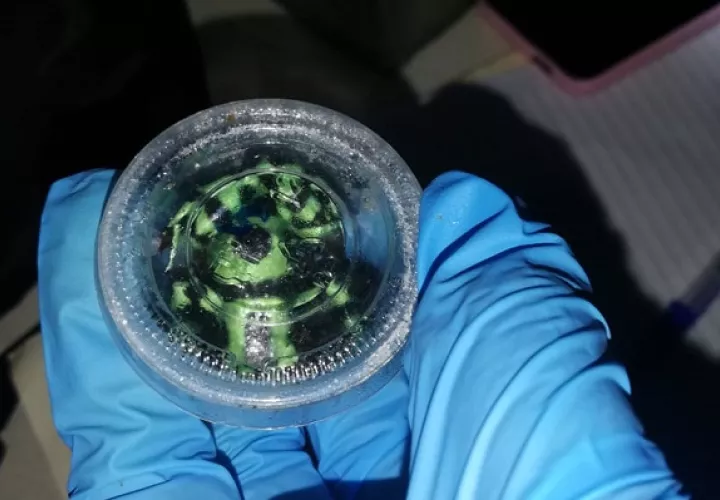 El decomiso se realizó en las provincias de Coclé y Panamá Oeste. Foto: MiAmbiente