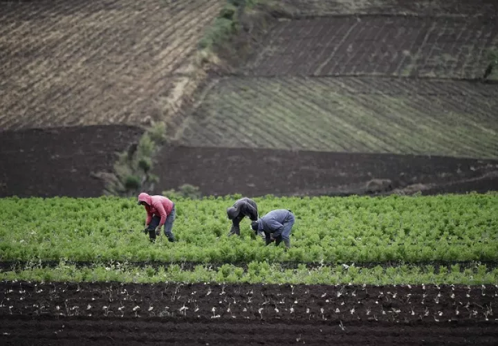 Pobreza, desempleo y seguridad alimentaria están impactados. EFE