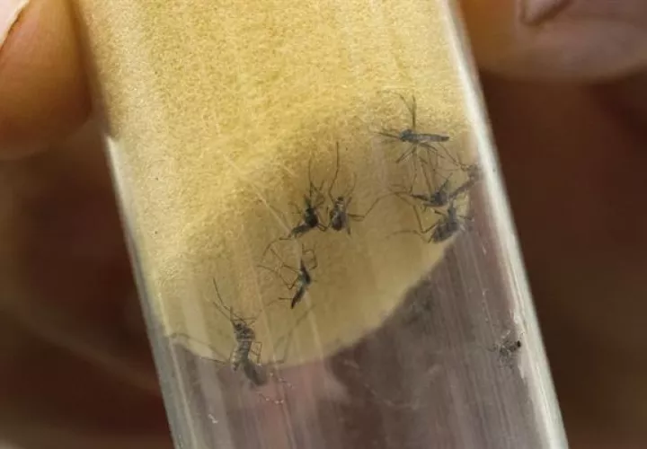 Mosquito ""Aedes aegypti"", transmisores del virus del Zika y el dengue, permanecen en un laboratorio. 