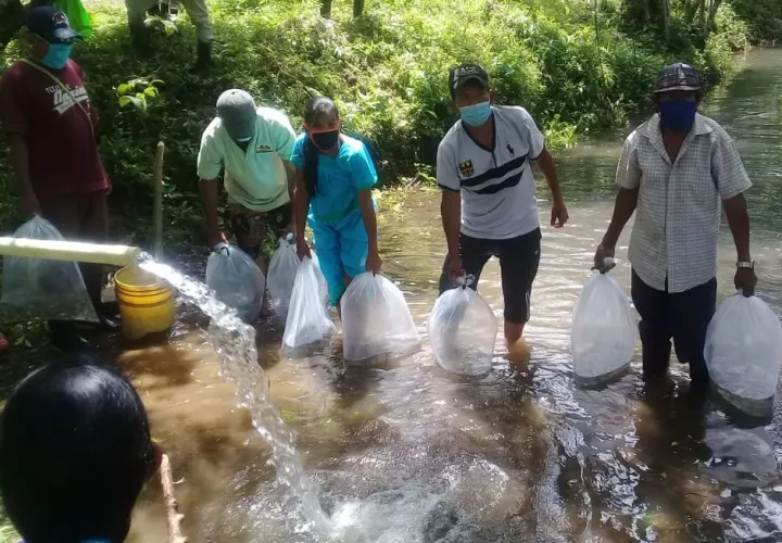 Unos 4,200 alevines de tilapias doradas fueron sembrados en estanques. Foto: Cortesía/Mides