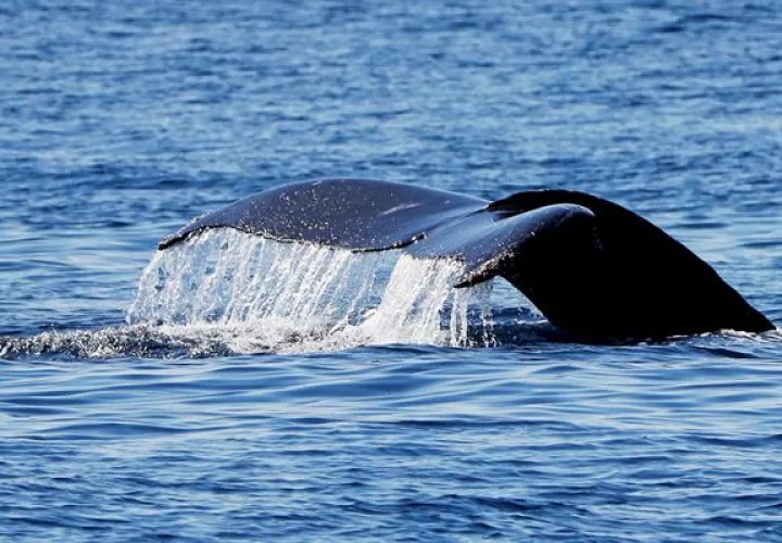 Una ballena jorobada o yubarta. Foto: EFE