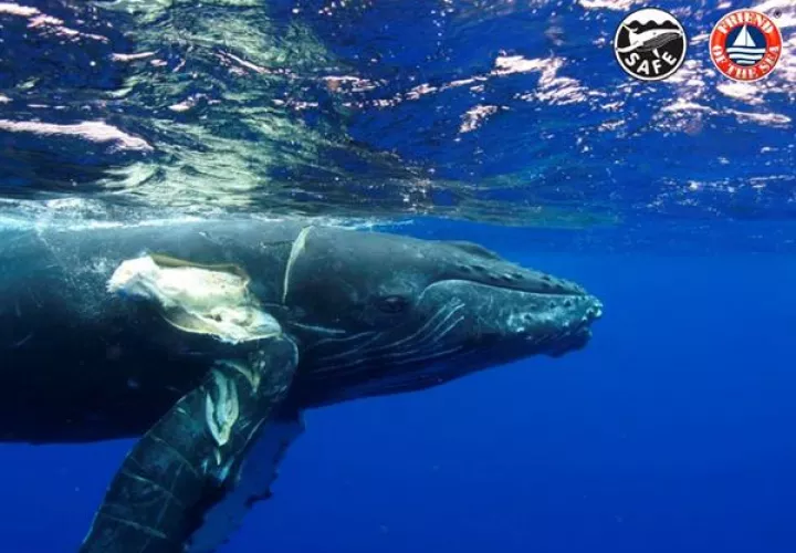 Involucrar al sector marítimo internacional para evitar las colisiones de barcos con ballenas es el objetivo de la "whale-safe".