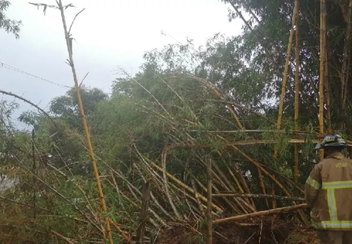 bambu_pa.jpg