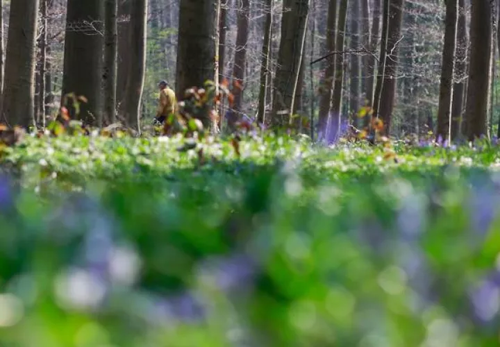 Un hombre pasea por un bosque cerca de Bruselas. Foto: EFE