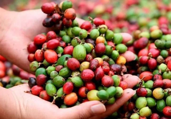 El proyecto está enmarcado en el Programa Centroamericano de Gestión Integral de la Roya del Café. EFE