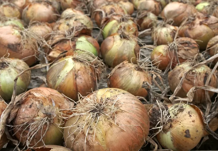 Alrededor de 180 hectáreas de cebolla se tienen programadas cultivar en este ciclo agrícola en la provincia de Coclé. Foto: Archivo