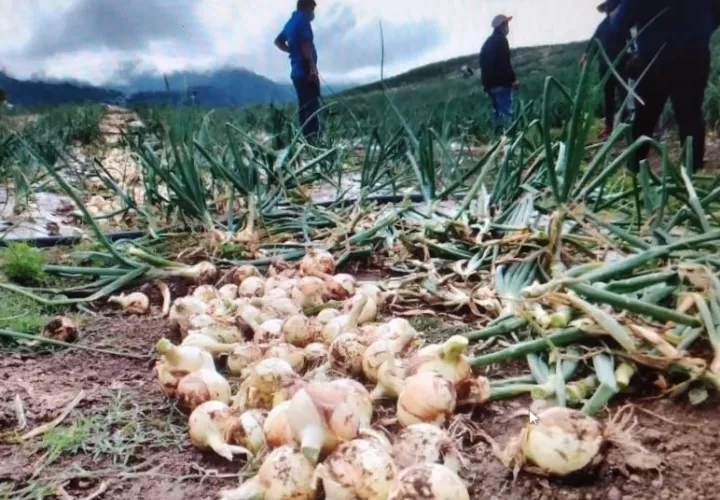 La cosecha de cebolla comenzó en los sectores de Los Llanos de Paso Ancho, Alto Los Guerras y Finca Borac, en el distrito de Tierras  Altas. Foto: José Vásquez