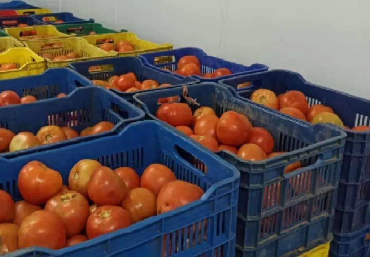 Las 155 cajas de tomates fueron puestas en custodia de la Cadena de Frío de David, para evitar que se dañe. Foto: Mayra Madrid