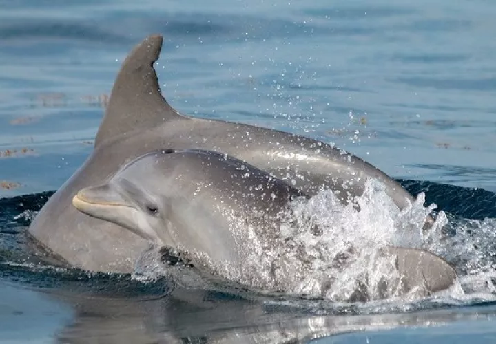 ciencia-delfines-ruido_0.jpg