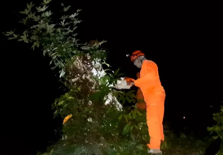 En Coclé, varios árboles cayeron en el área de Chiguirí Arriba, obstruyendo las vías. Foto: Cortesía Sinaproc