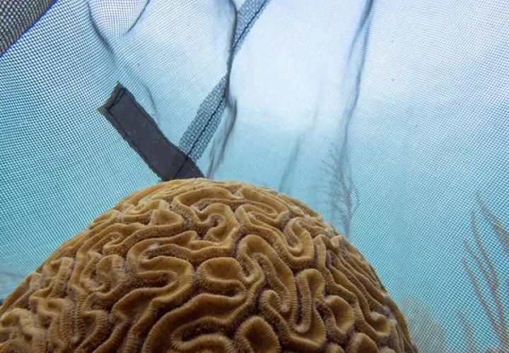 Fotografía cedida por la Facultad Rosenstiel de Ciencias Marinas y Atmosféricas de la Universidad de Miami (UM) donde se muestra a un coral cerebro, de superficie acanalada, listo para desovar en un arrecife en Key Largo, Florida (EEUU). Foto: EFE