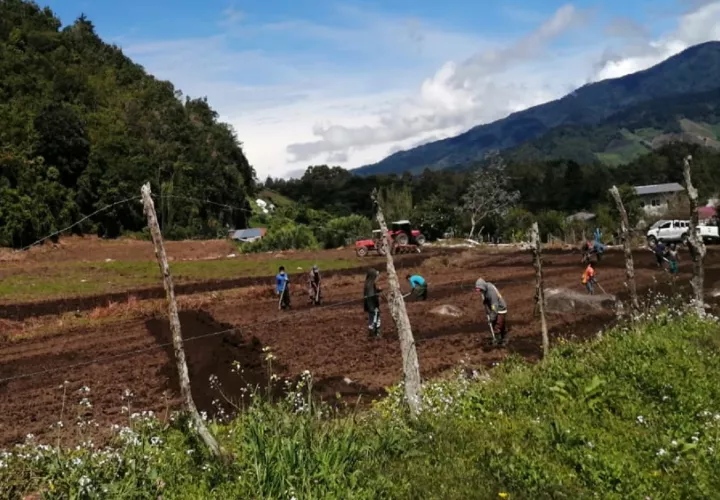 Los trabajadores Ngäbes destituidos tenían 8, 10, 15, 20 y 24 años laborando en las fincas. Foto: Cortesía