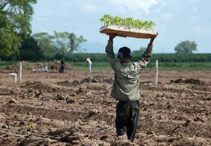 Aunque se notó una disminución de niños trabajando en fincas agrícolas, todavía persiste esta práctica, reconocieron las autoridades. Foto ilustrativa