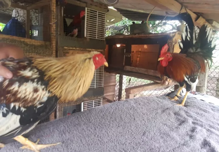 Los gallos se someten a una estricta dieta y entrenamiento. Foto: Gilberto Soto 
