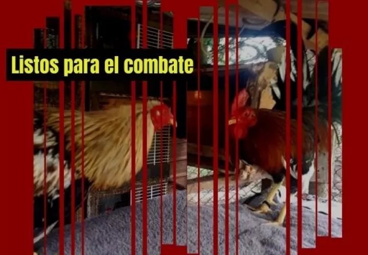 Los gallos se someten a una estricta dieta y entrenamiento. Foto: Gilberto Soto 