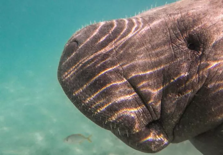 Fotografía cedida este domingo por el Ministerio de Medio Ambiente de República Dominicana en la que se registró a uno de los manatíes liberados hoy en la ensenada dominicana de Bayahibe. EFE