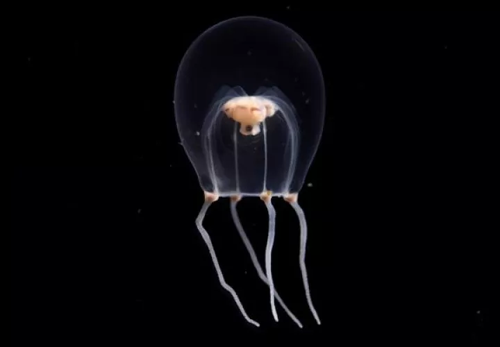 Medusa wataboshi (Tiaricodon orientalis) EFE/ Acuario De Enoshima
