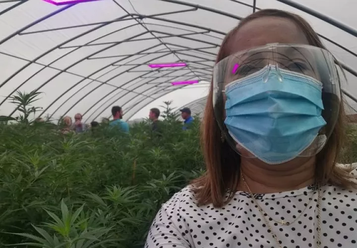 Funcionarios panameños conocieron todo el proceso de productos elaborados con esta planta. Foto: Cortesía Minsa