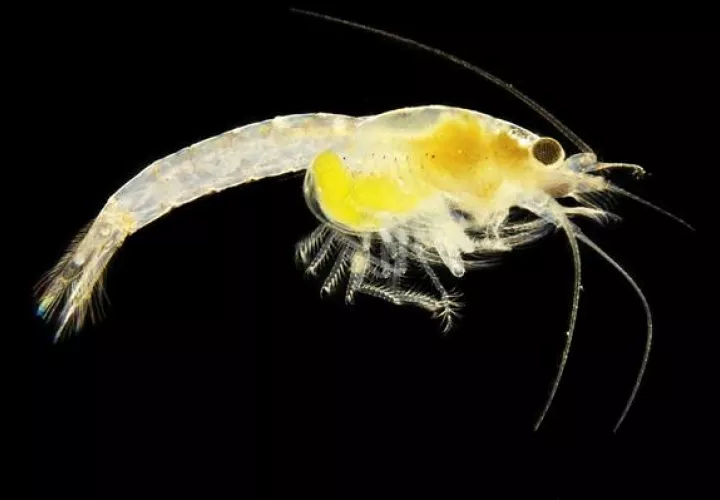 Bajo el microscopio se aprecian notables diferencias en el número, la largura y el ancho de las extremidades. Foto: EFE