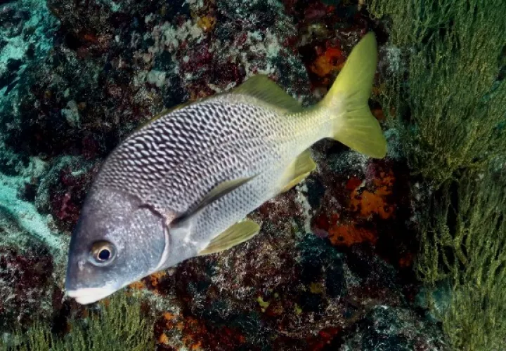  Pez perteneciente a las especie Anisotremus espinoza, una de las dos nuevas especies descritas en la Islas Galápagos y el Pacífico Este Tropical. Foto: EFE