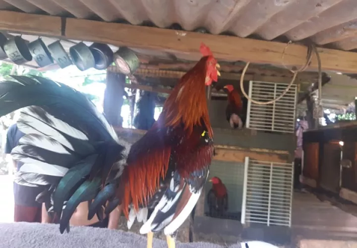 Los gallos se someten a una estricta dieta y entrenamiento. Foto: Gilberto Soto 