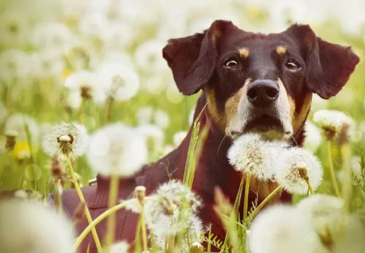 Las alergias caninas se manifiestan mediante picazón e inflamación de la piel. Foto: Ilustrativa / Pixabay