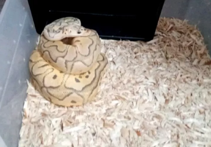 Estos reptiles no son endémicos del país, por lo que pueden causar daños a nuestras especies. Foto: Cortesía Policía Nacional