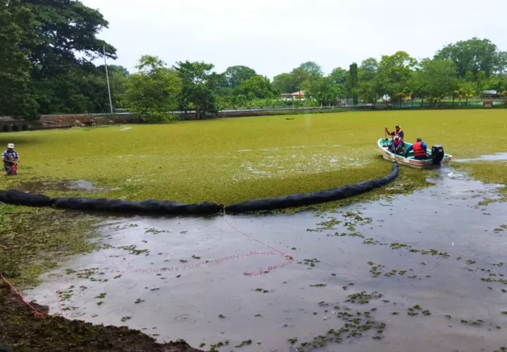 Desde la semana pasada se efectúan las labores de retiro de la planta. Foto: Thays Domínguez