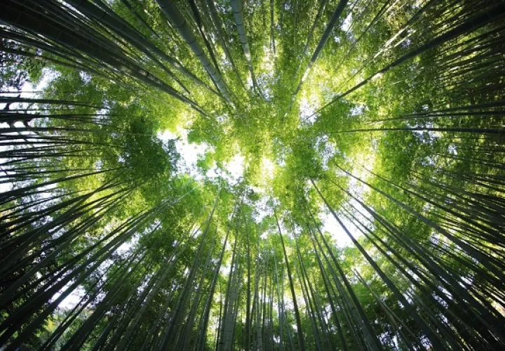 Buscan restaurar 1,000 millones de hectáreas de tierra.