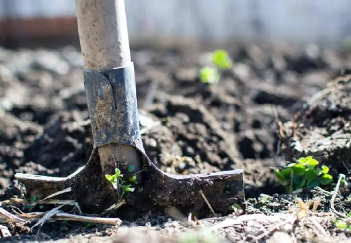 La FAO promueve la  agricultura sostenible en América Latina y el Caribe. Foto. Ilustrativa / Pexels