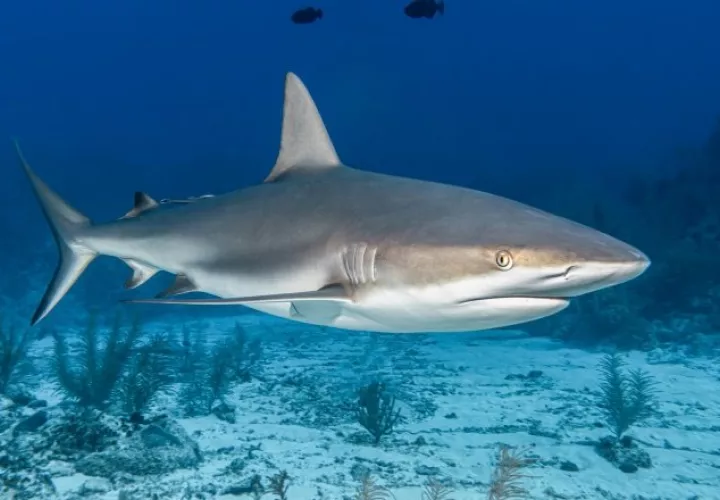 Los expertos apuestan por conocer mejor a los tiburones para evitar los datos erróneos. Freepik/Ilustrativa
