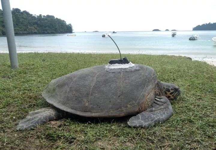 El programa de marcación de tortugas es ejecutado por MiAmbiente, organizaciones y grupos comunitarios. Foto: Cortesía MiAmbiente