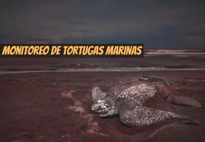 El transmisor satelital se coloca a las tortugas marinas hembras. Foto: @benjhicks