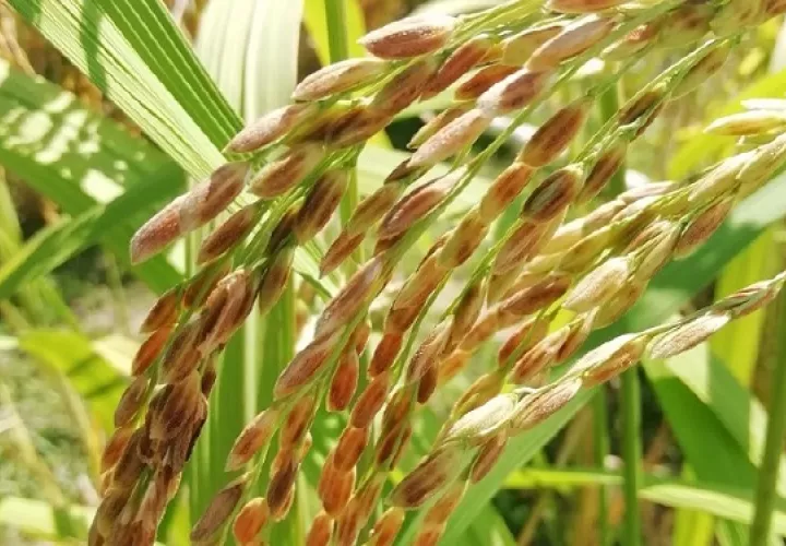 Se estudió el material genético del arroz. 